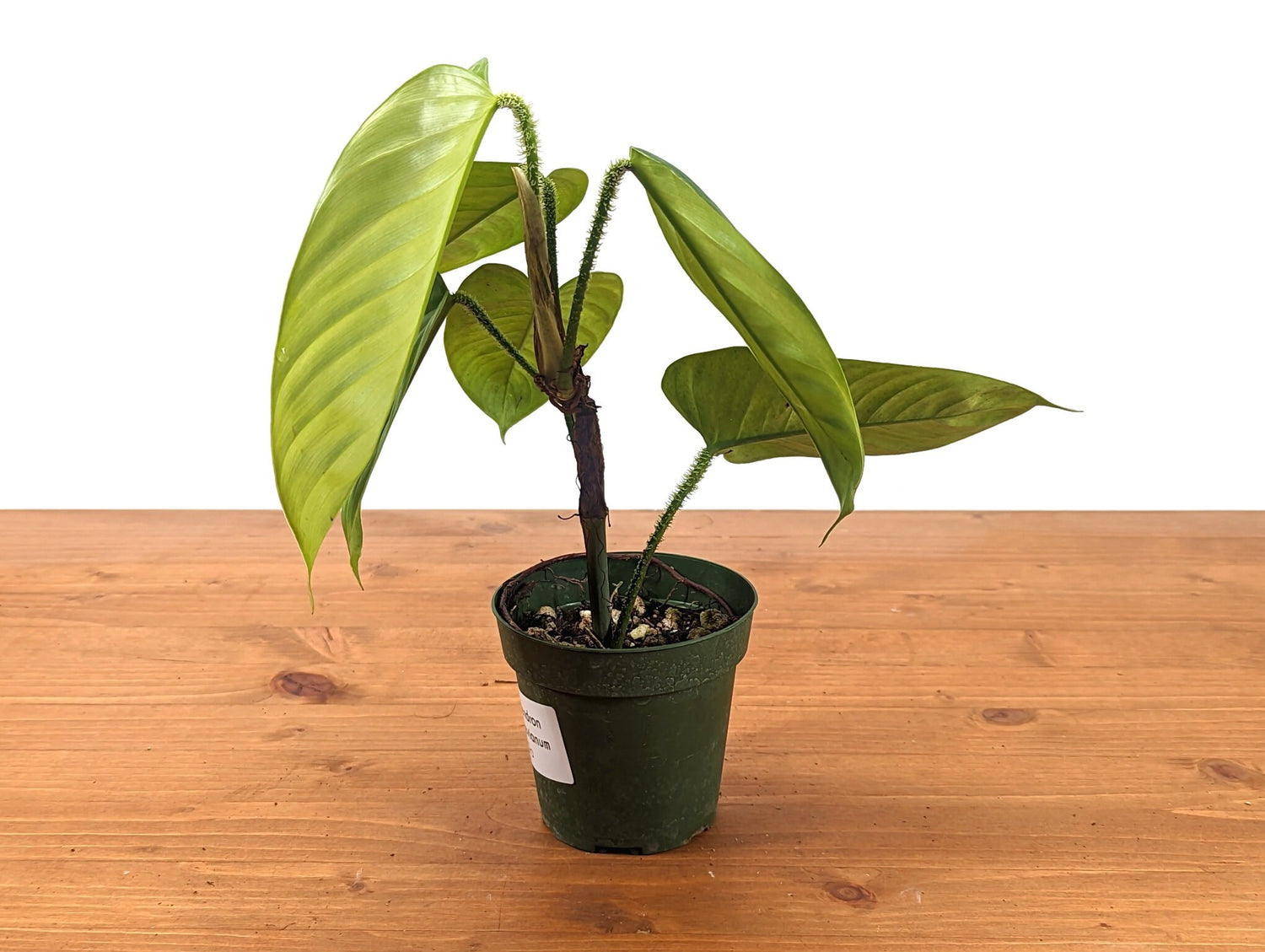 Philodendron Genevievianum - 4 inch pot