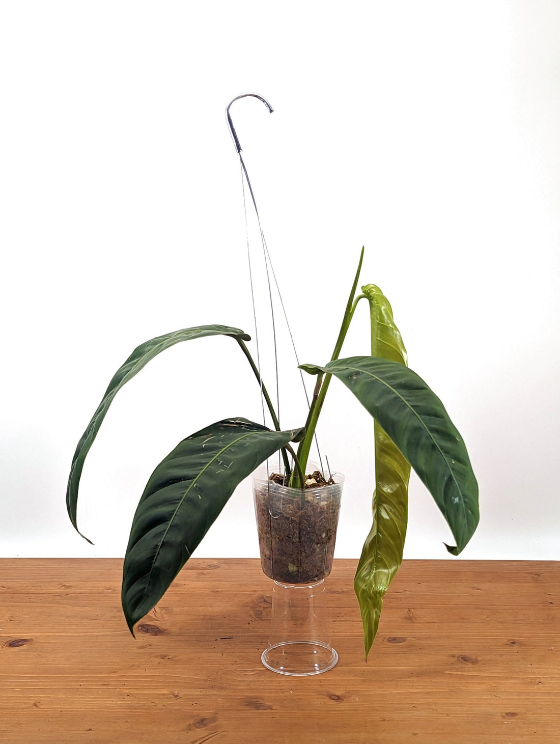 Philodendron Patriciae