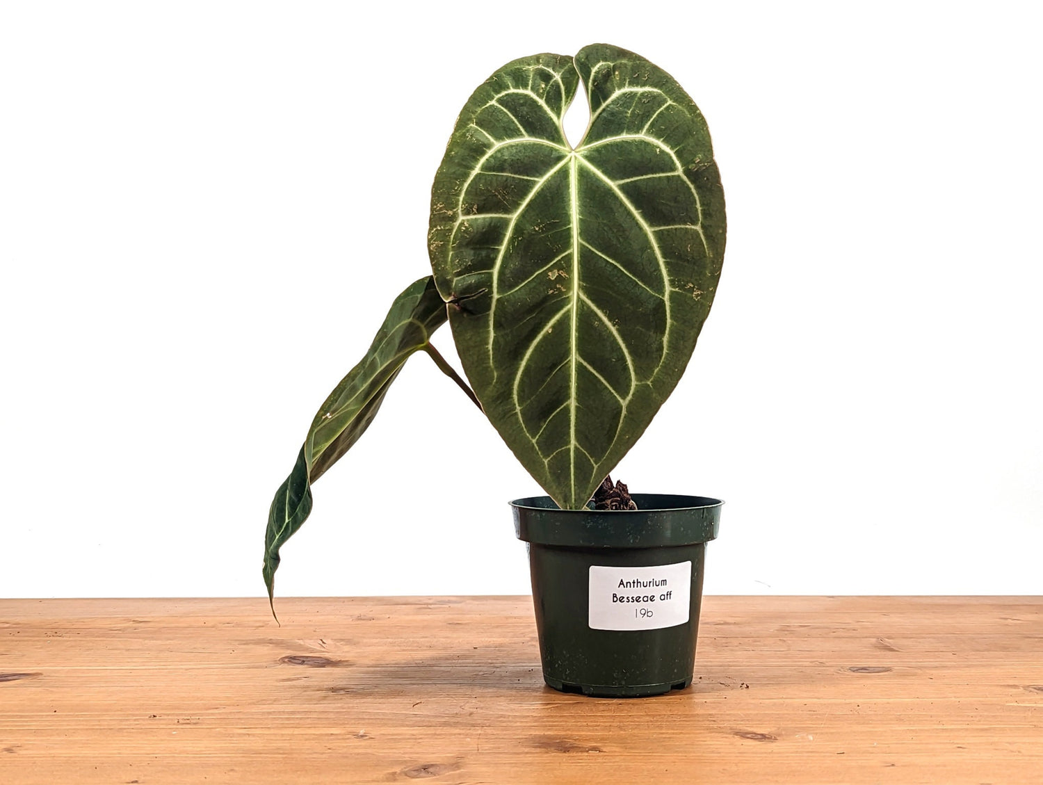 Anthurium besseae - 4 inch pot